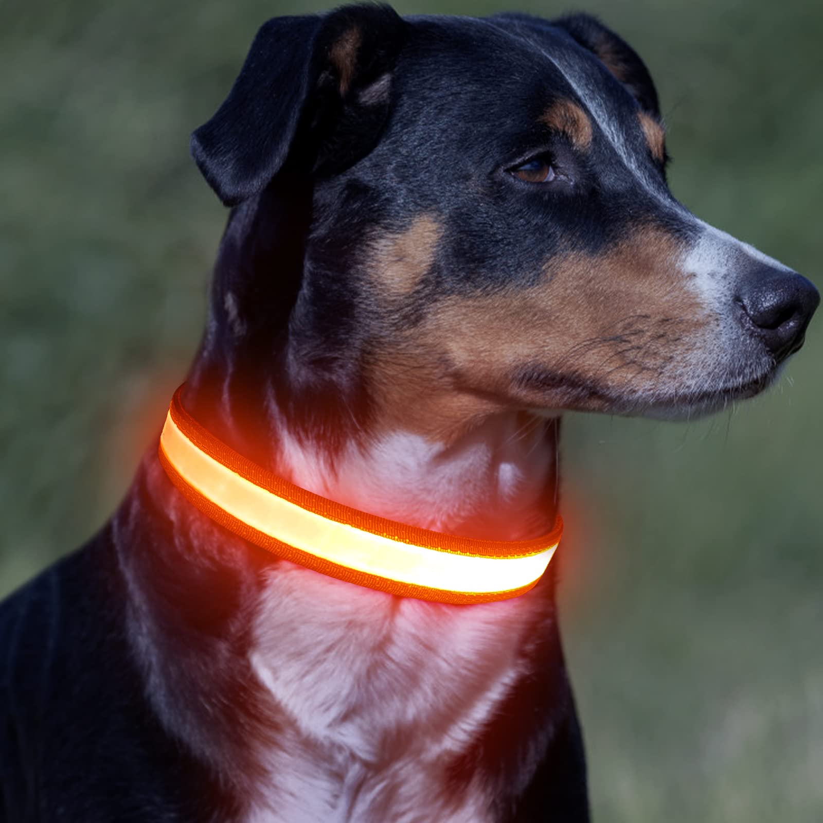VIZPET éclairage du collier la nuit illustrant une visibilité longue distance