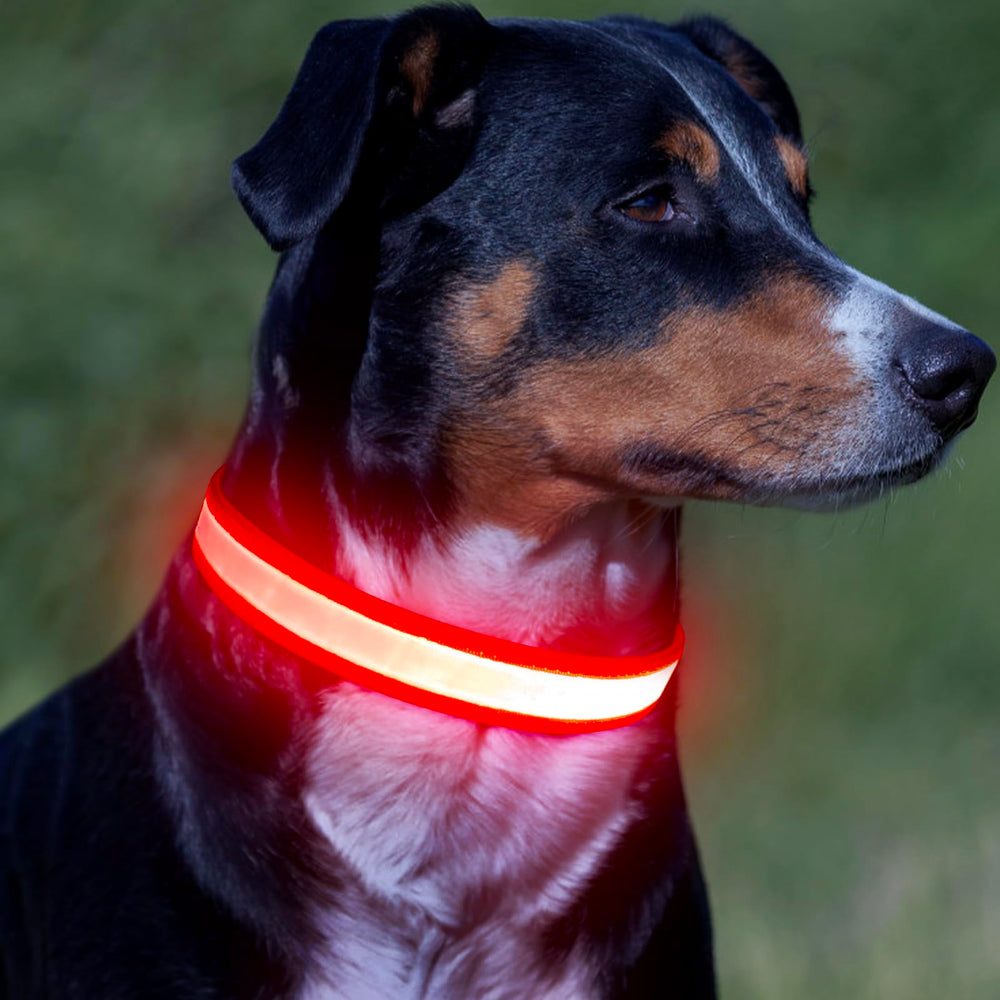 VIZPET collier LED porté chien en soirée meilleur repérage en promenade
