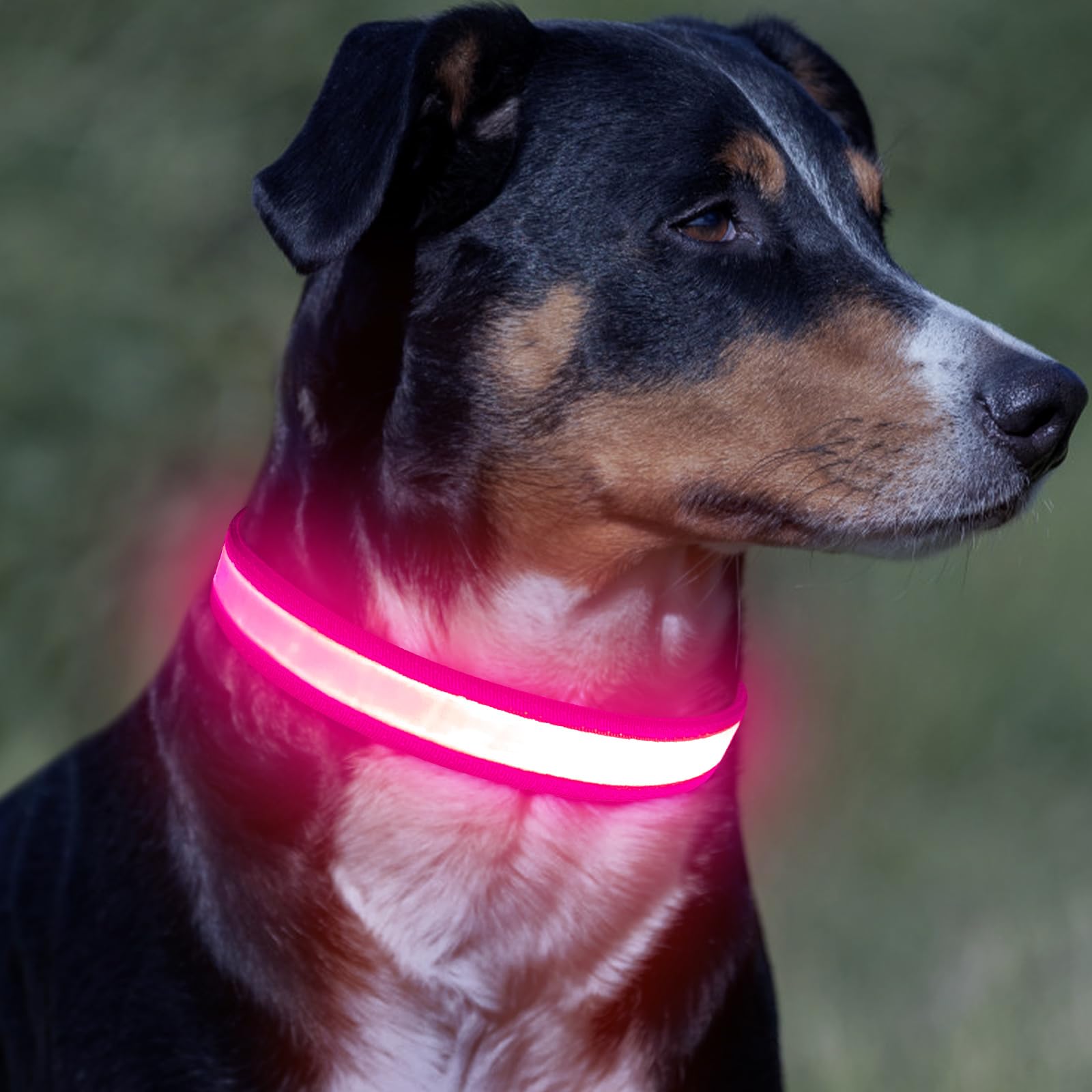 VIZPET collier posé dans un salon montrant style et confort domestique