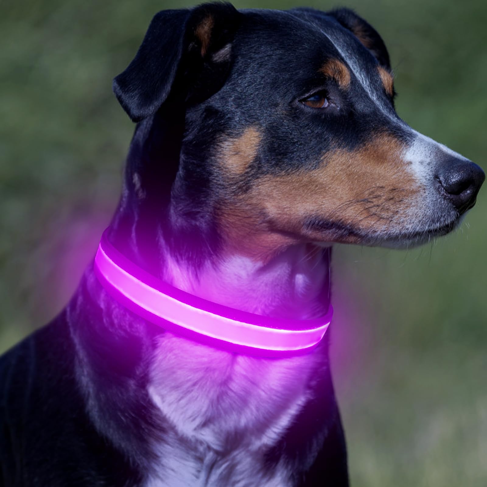 VIZPET collier posé à côté d'une laisse pour comparaison de taille et fit