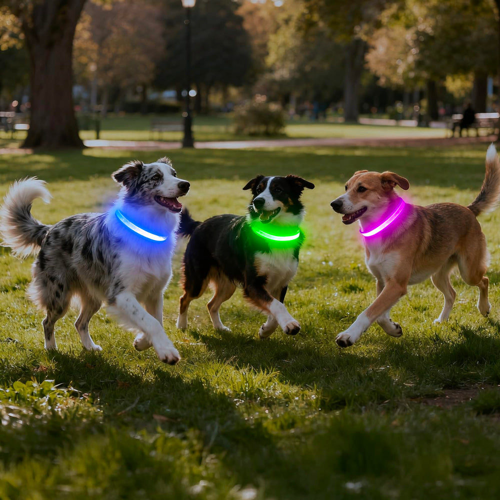 VIZPET chien en promenade urbain illustrant sécurité et visibilité accrue