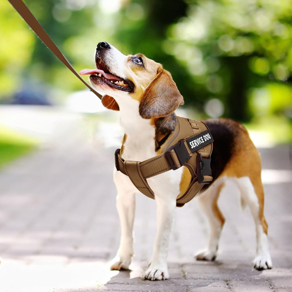 VOOPET harnais en action lors d'une promenade pour meilleur contrôle