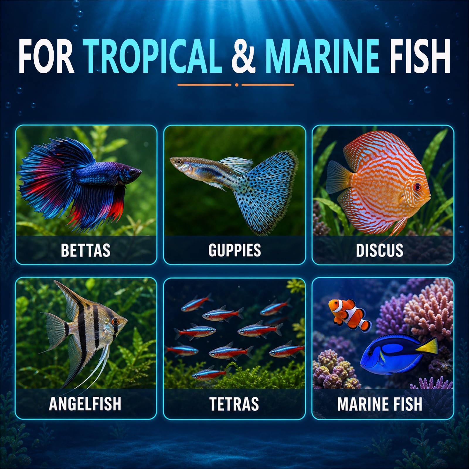 Vorenzyme cube distribué à des alevins dans l'aquarium, favorise ingestion immédiate