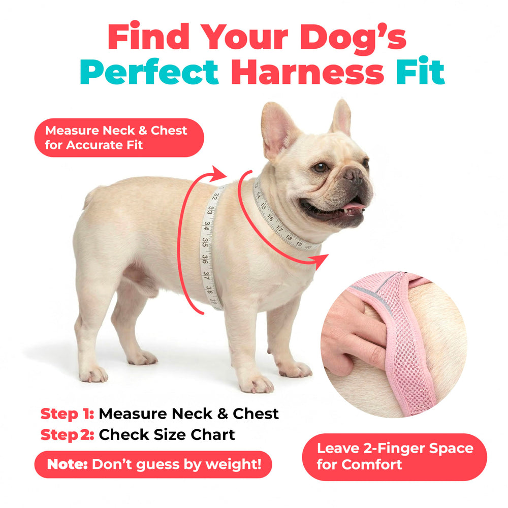 Best Pet Supplies harnais porté par chien, ajustement et confort