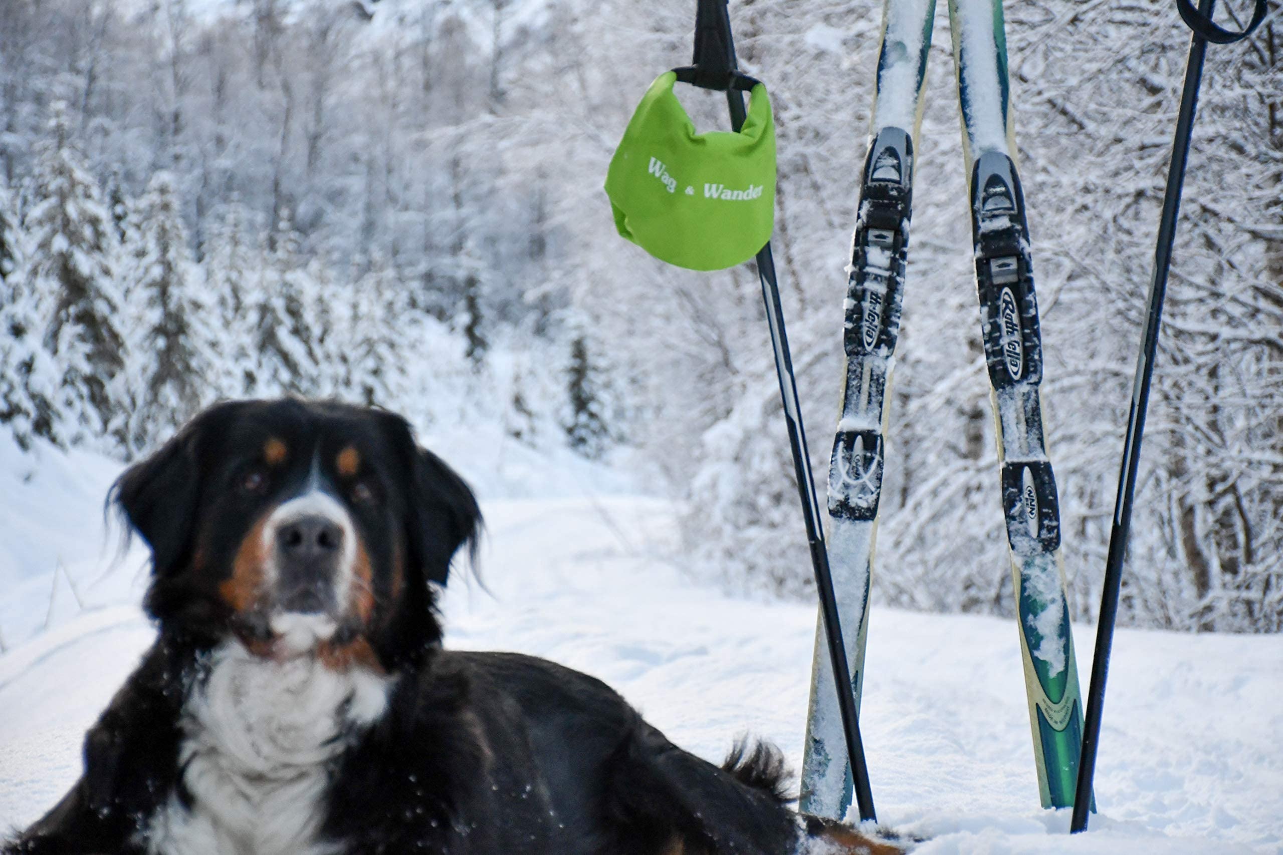 Wag & Wander en situation camping avec chien montrant utilité en plein air