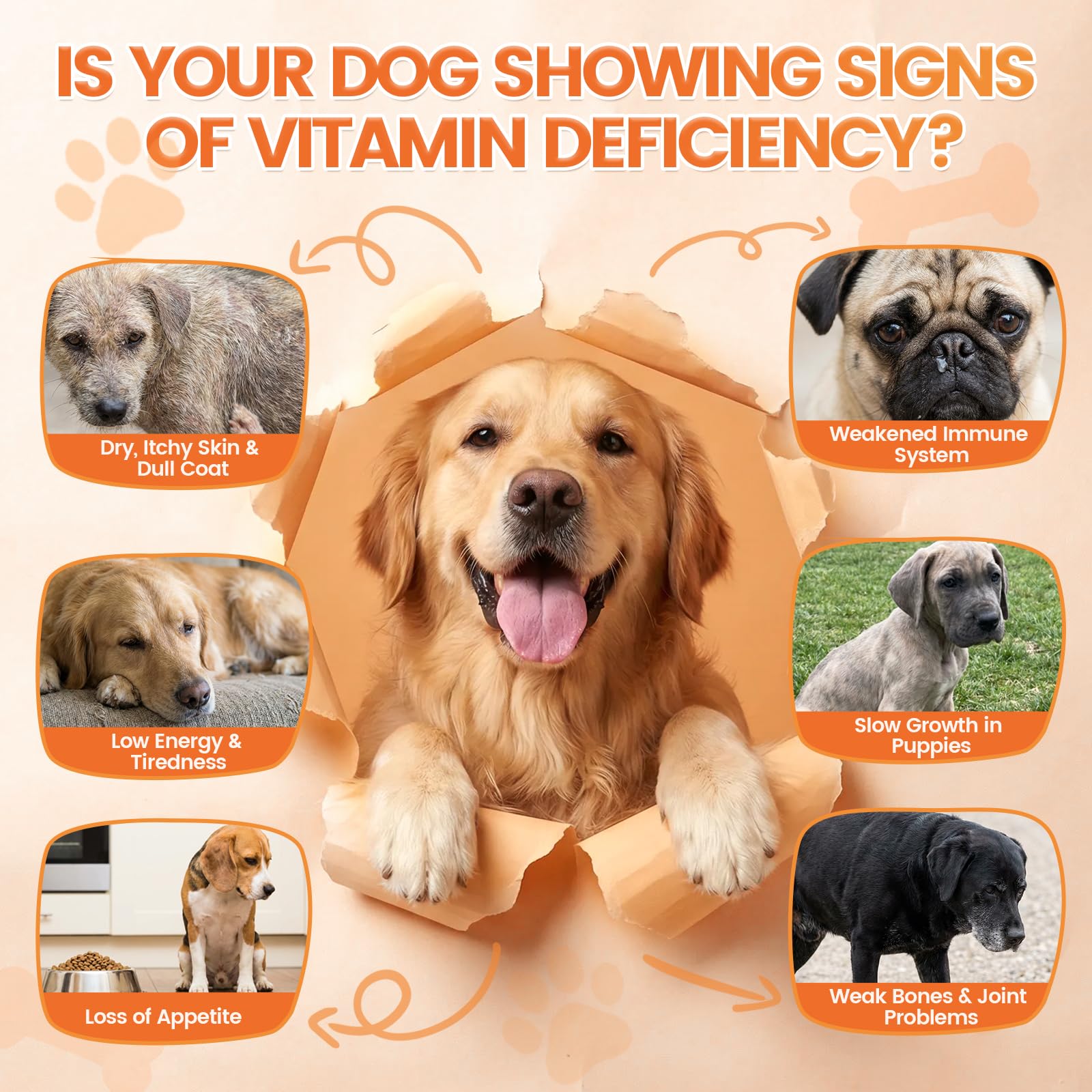 Wagmee chien mange une bouchée montrant acceptation et plaisir
