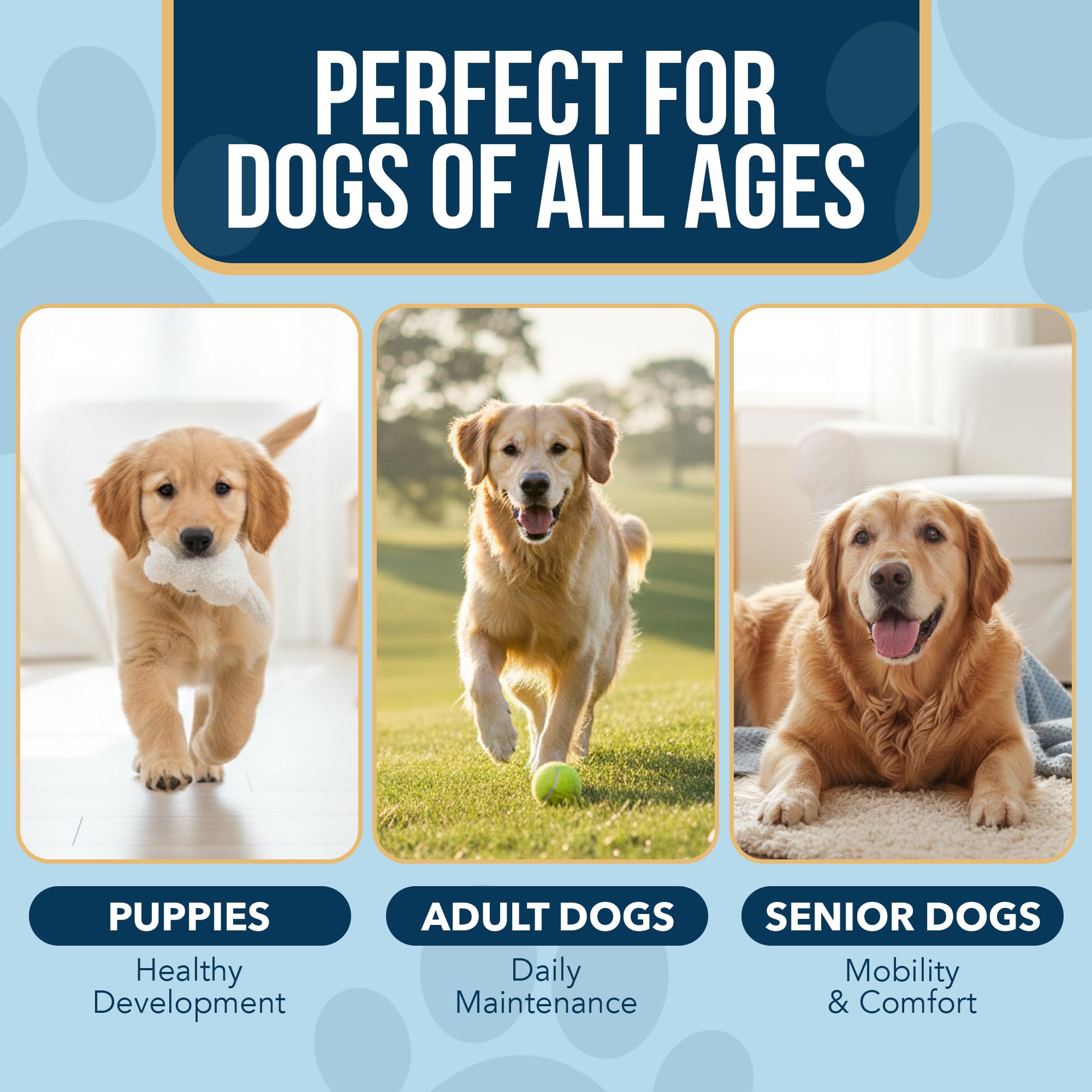 WAGSOLOGY comparaison pelage avant-après indiquant brillance améliorée