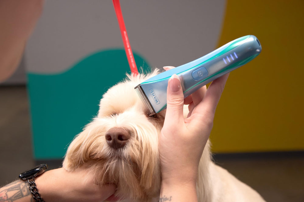 Wahl Motiva2 en usage sur chien pour toilettage précis