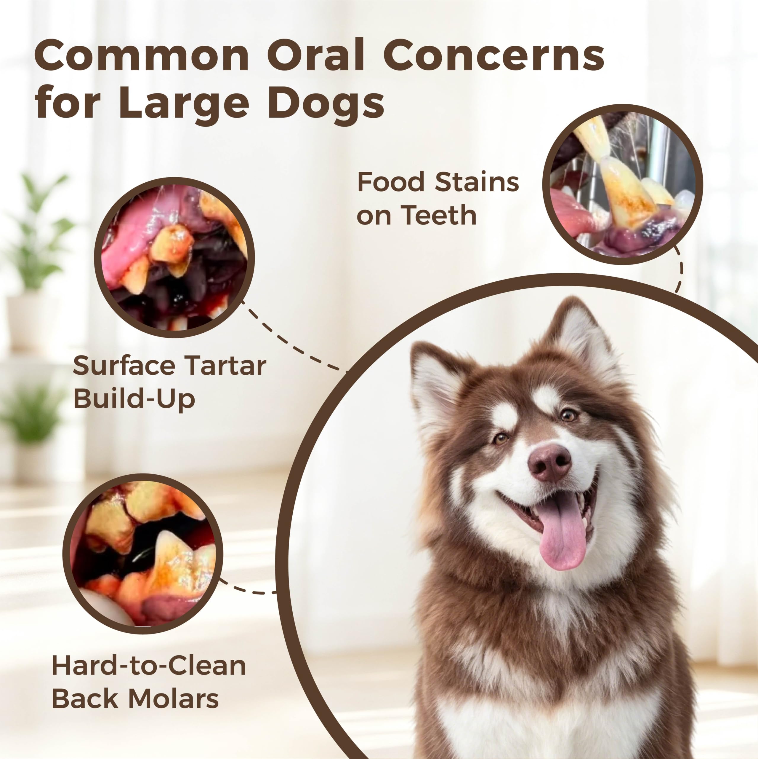 Emballage Waituna ouvert montrant contenu complet du kit dentaire pour chiens