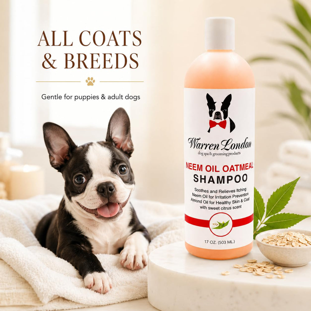 Warren London chien pendant le bain illustrant nettoyage doux