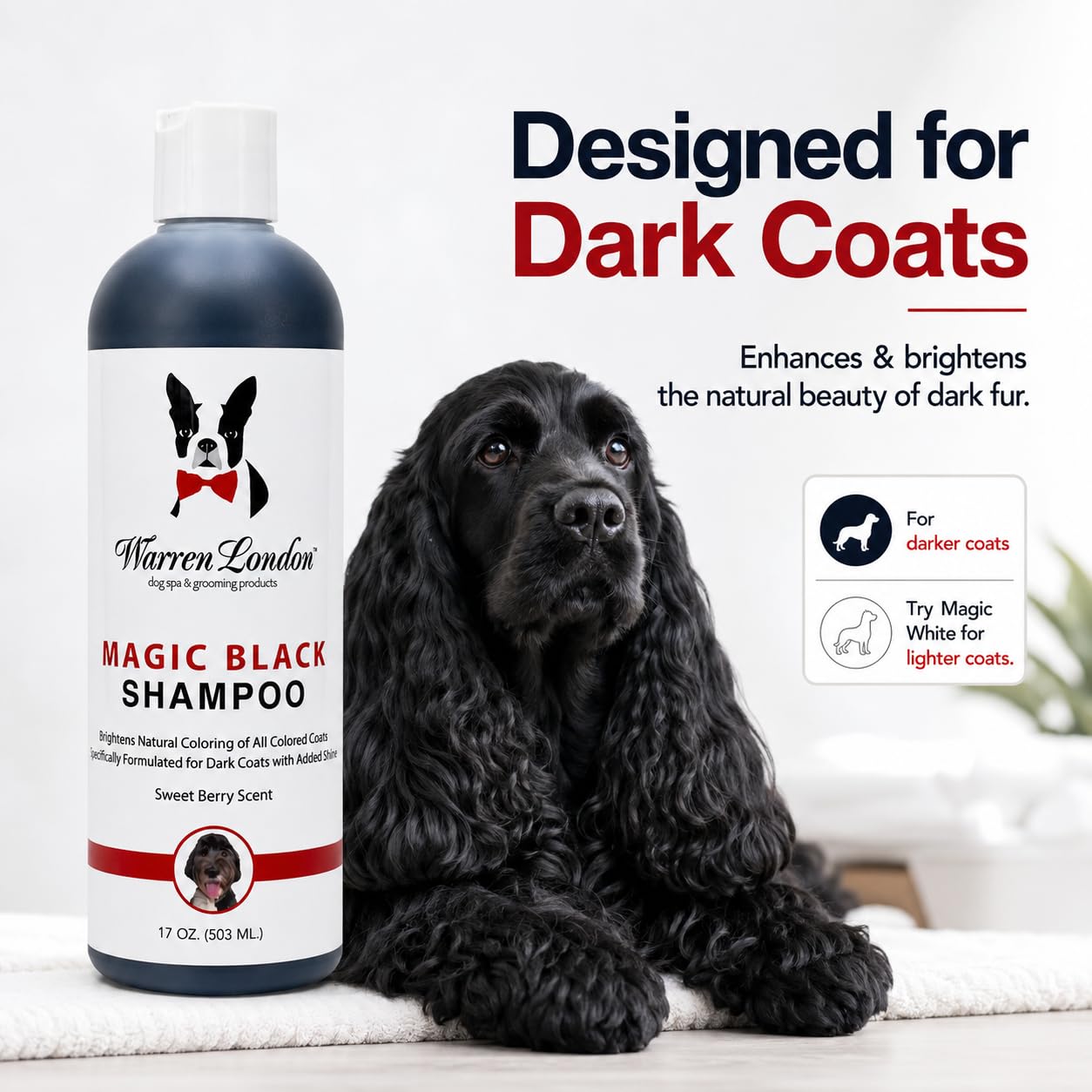 Warren London application sur chien noir pour un pelage plus profond et brillant