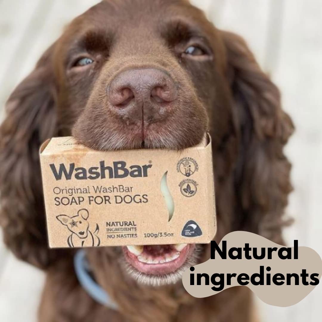 WashBar chien propre en extérieur montrant pelage brillant et frais