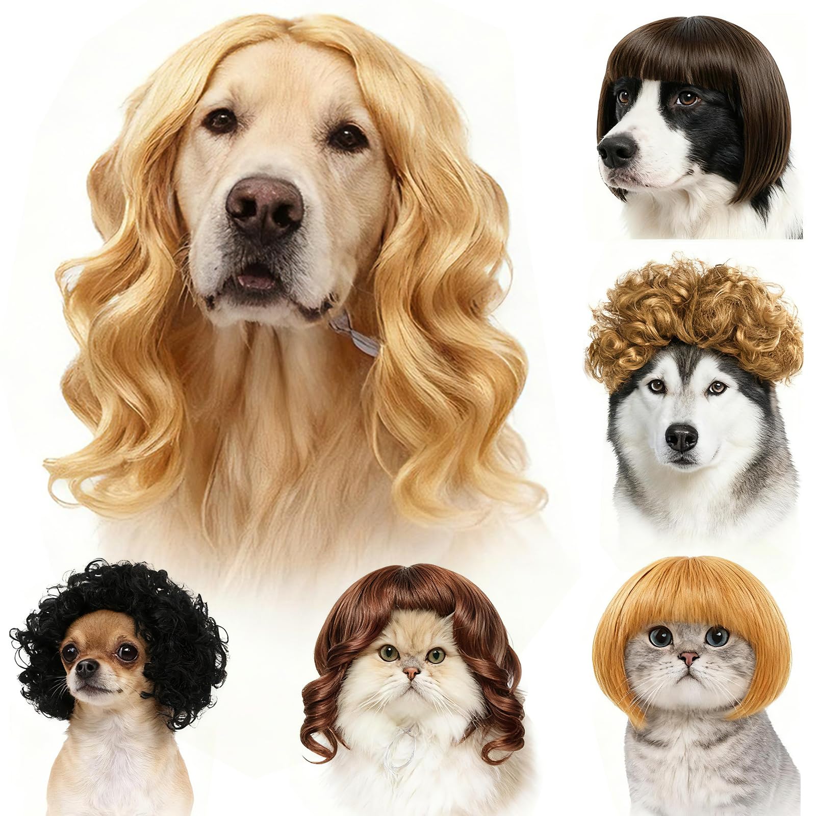 WCCDXGP scène lifestyle animal coiffé lors d'une séance photo festive
