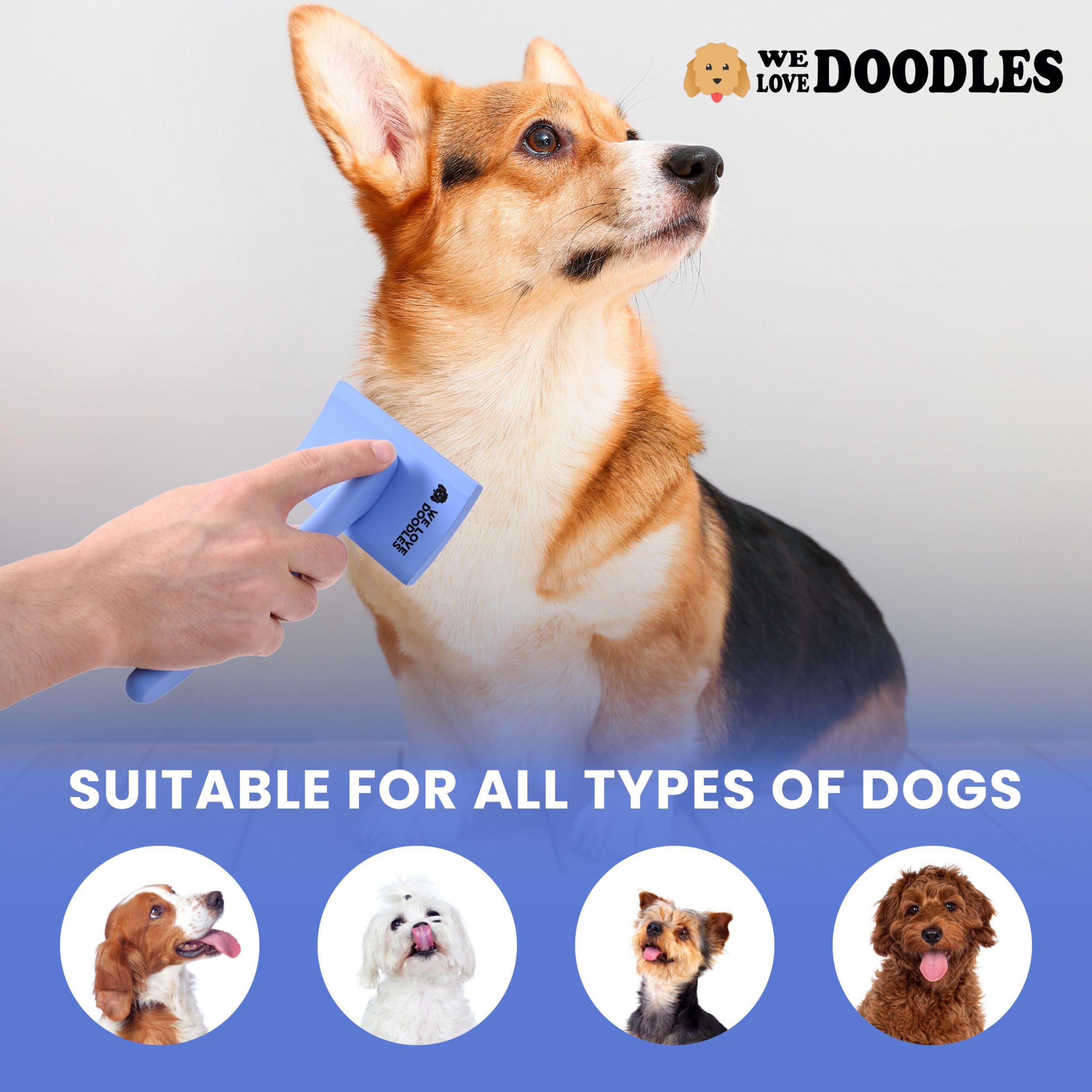 We Love Doodles résultat avant et après pour pelage sans nœuds