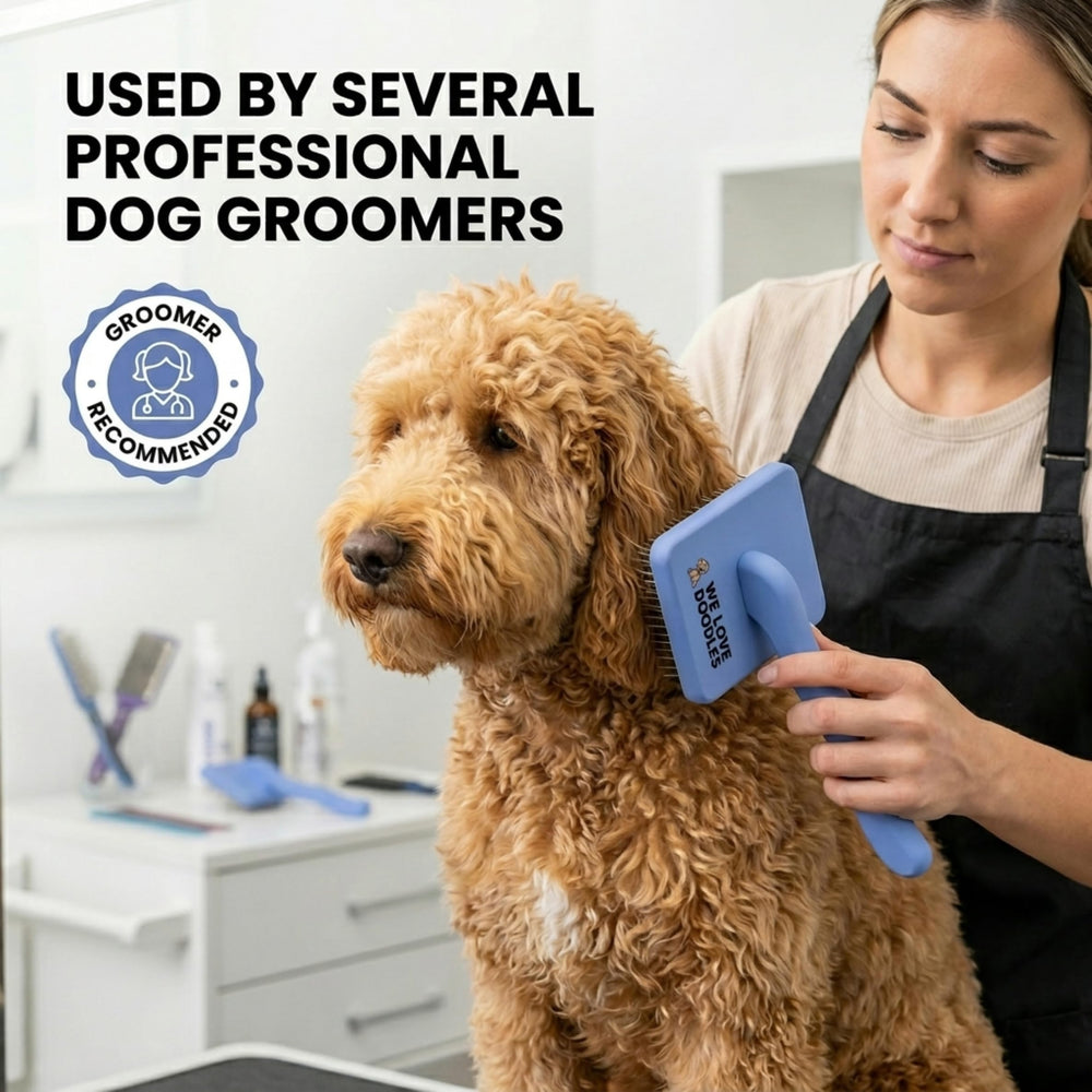 We Love Doodles brosse utilisée sur Goldendoodle réduisant les nœuds
