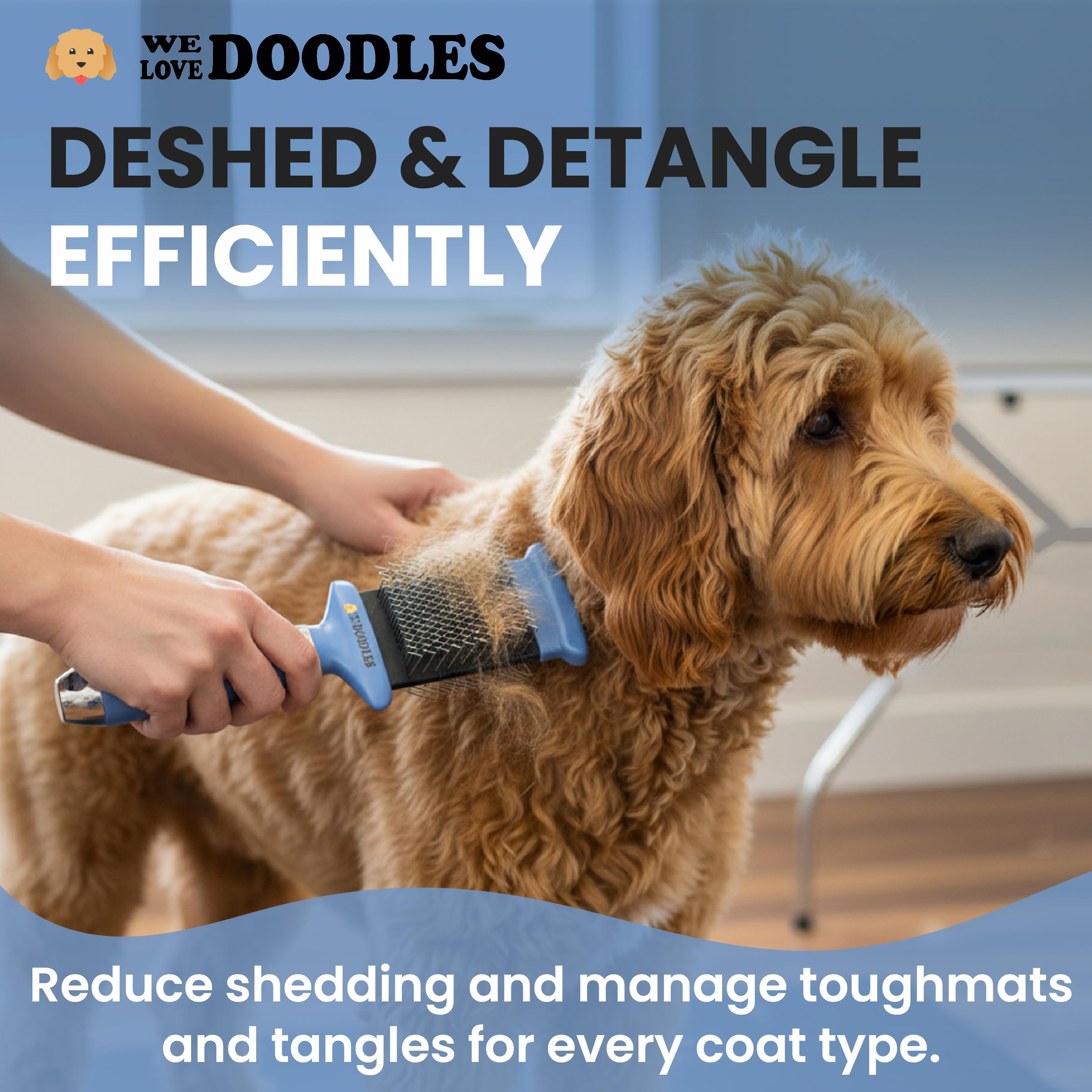 We Love Doodles comparaison de taille avec chiot pour évaluer échelle
