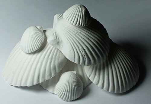 Weco Products gros plan sur la texture minérale des coquilles pour finition organique