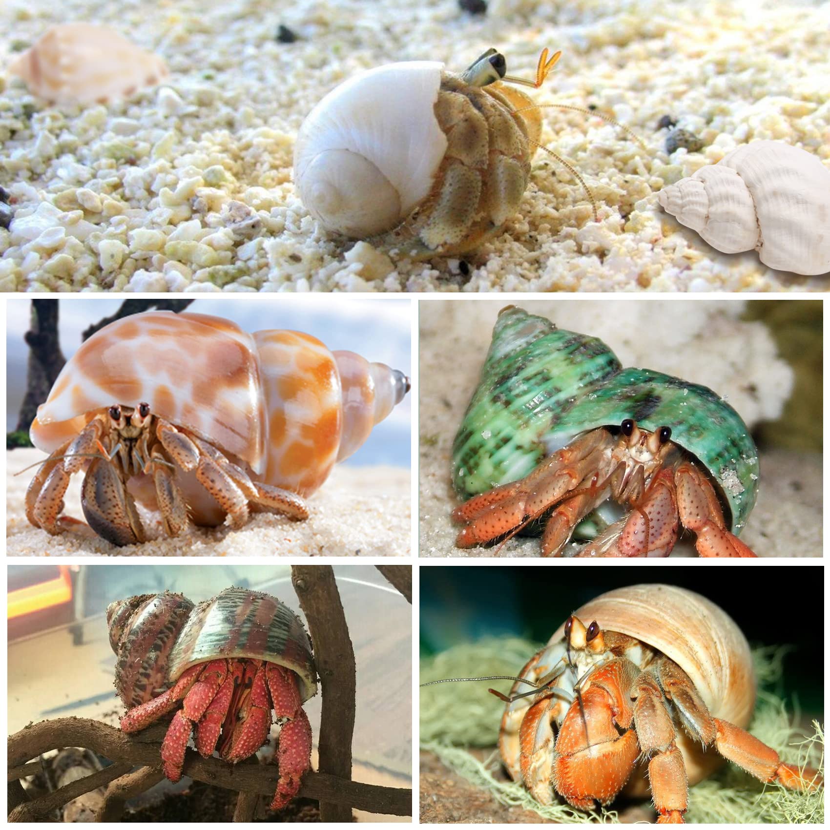 WeDoSoy coquille installée dans terrarium, stimule choix naturel
