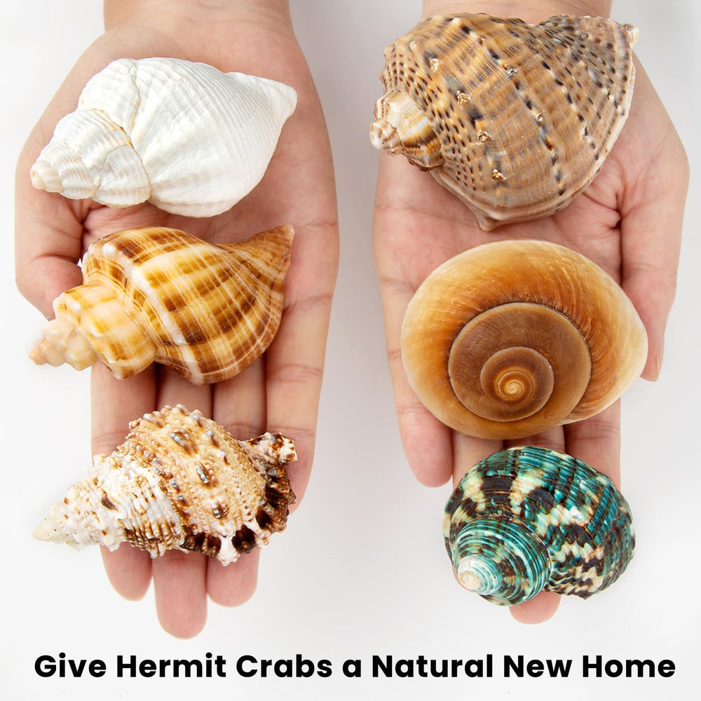 WeDoSoy coquille en usage dans terrarium favorisant confort du crabe