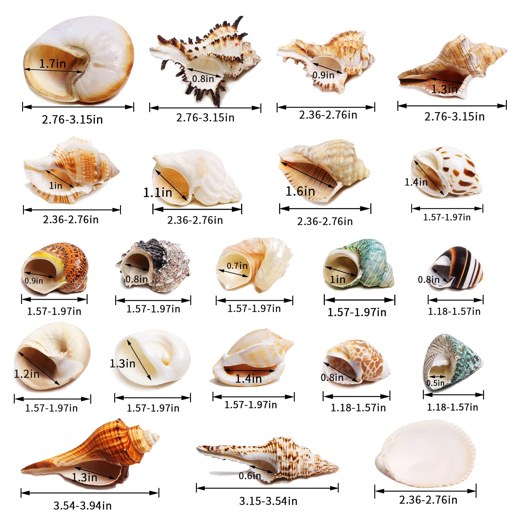 WeDoSoy gros plan texture coquille, surface lisse et sûre