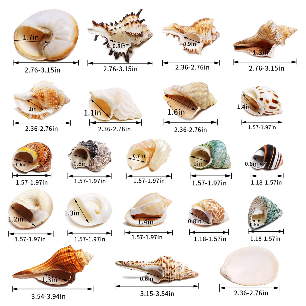 WeDoSoy gros plan texture coquille, surface lisse et sûre