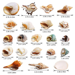 WeDoSoy gros plan texture coquille, surface lisse et sûre