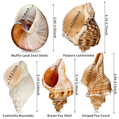 WeDoSoy gros plan sur la texture de la coquille montrant solidité et surface naturelle