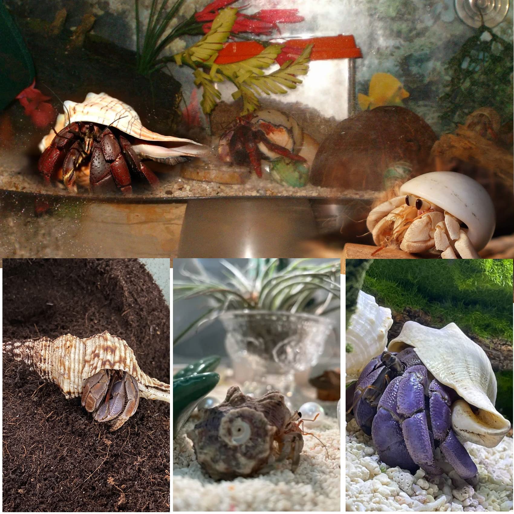 WeDoSoy vue de l'ouverture de la coquille, ajuste bien le crabe