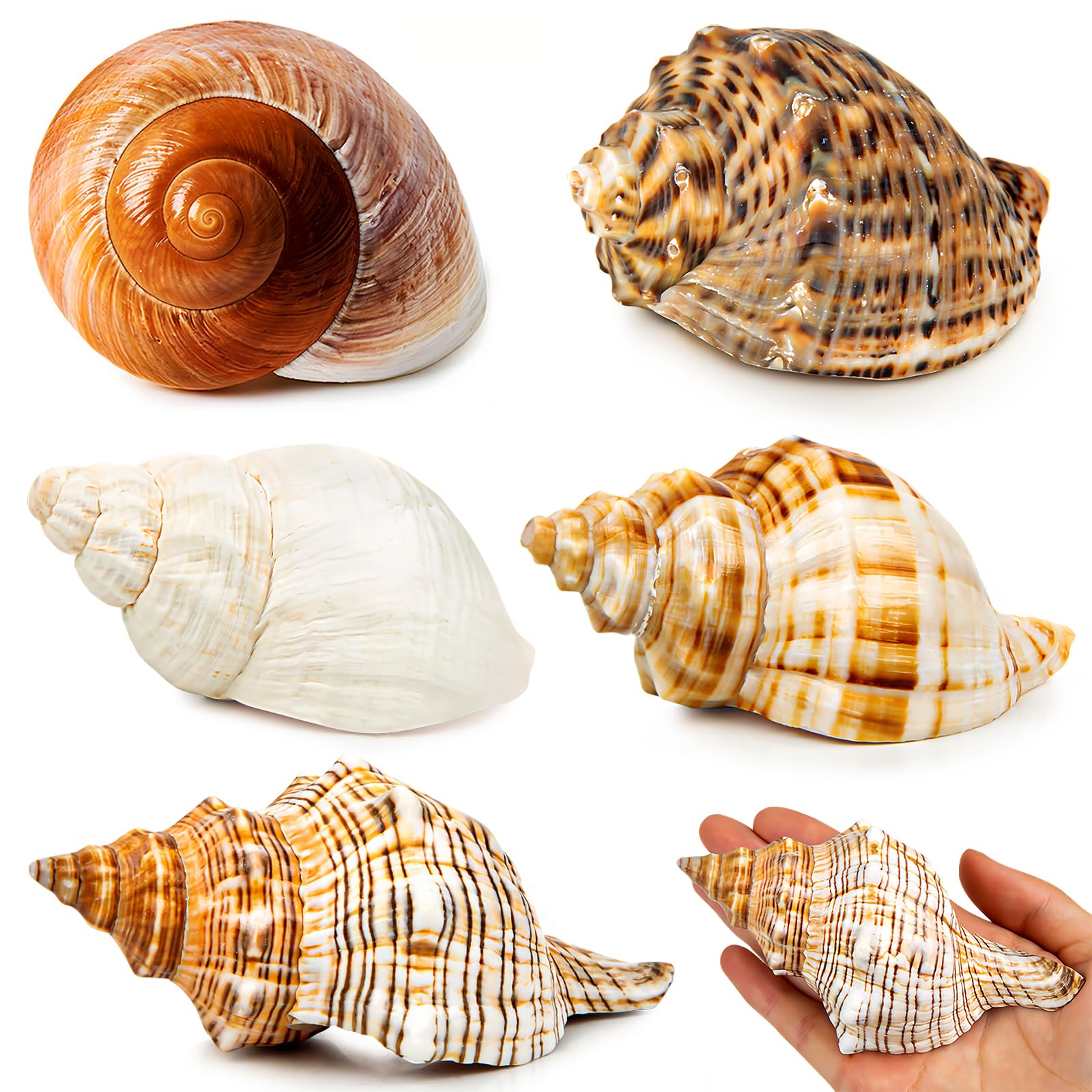 WeDoSoy emballage avant montrant les 5 coquilles naturelles et leurs tailles variées