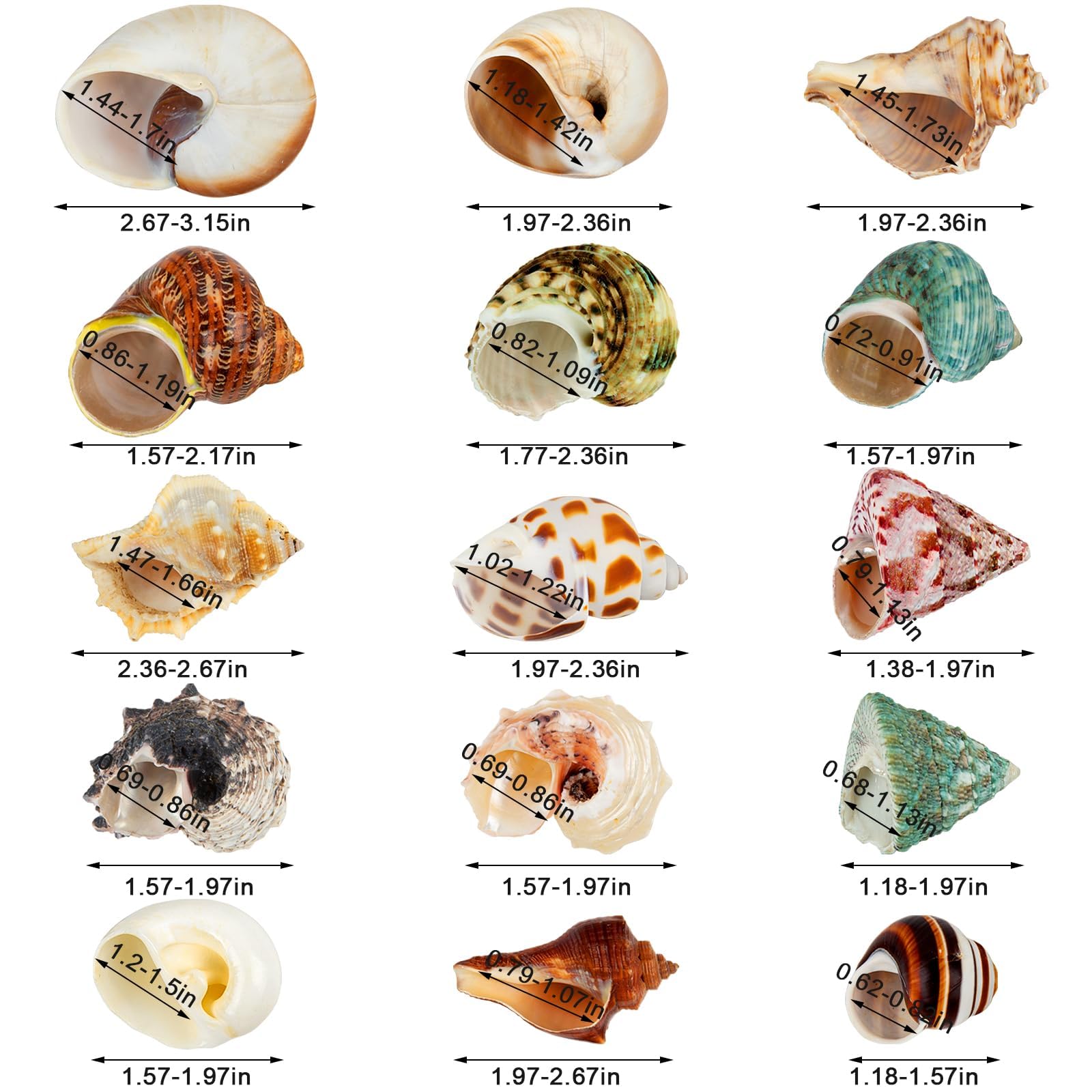 WeDoSoy coquille en terrarium illustrant compatibilité et confort