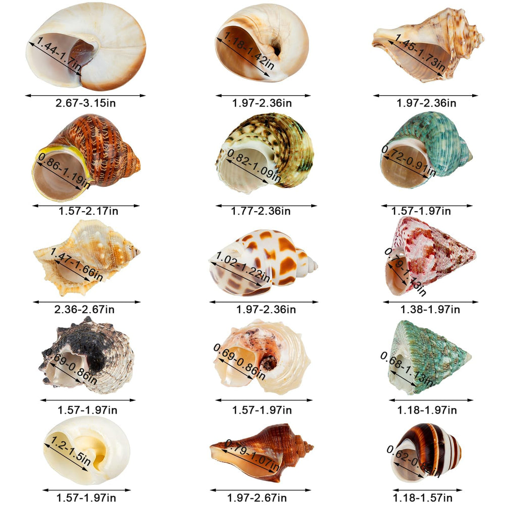 WeDoSoy coquille en terrarium illustrant compatibilité et confort