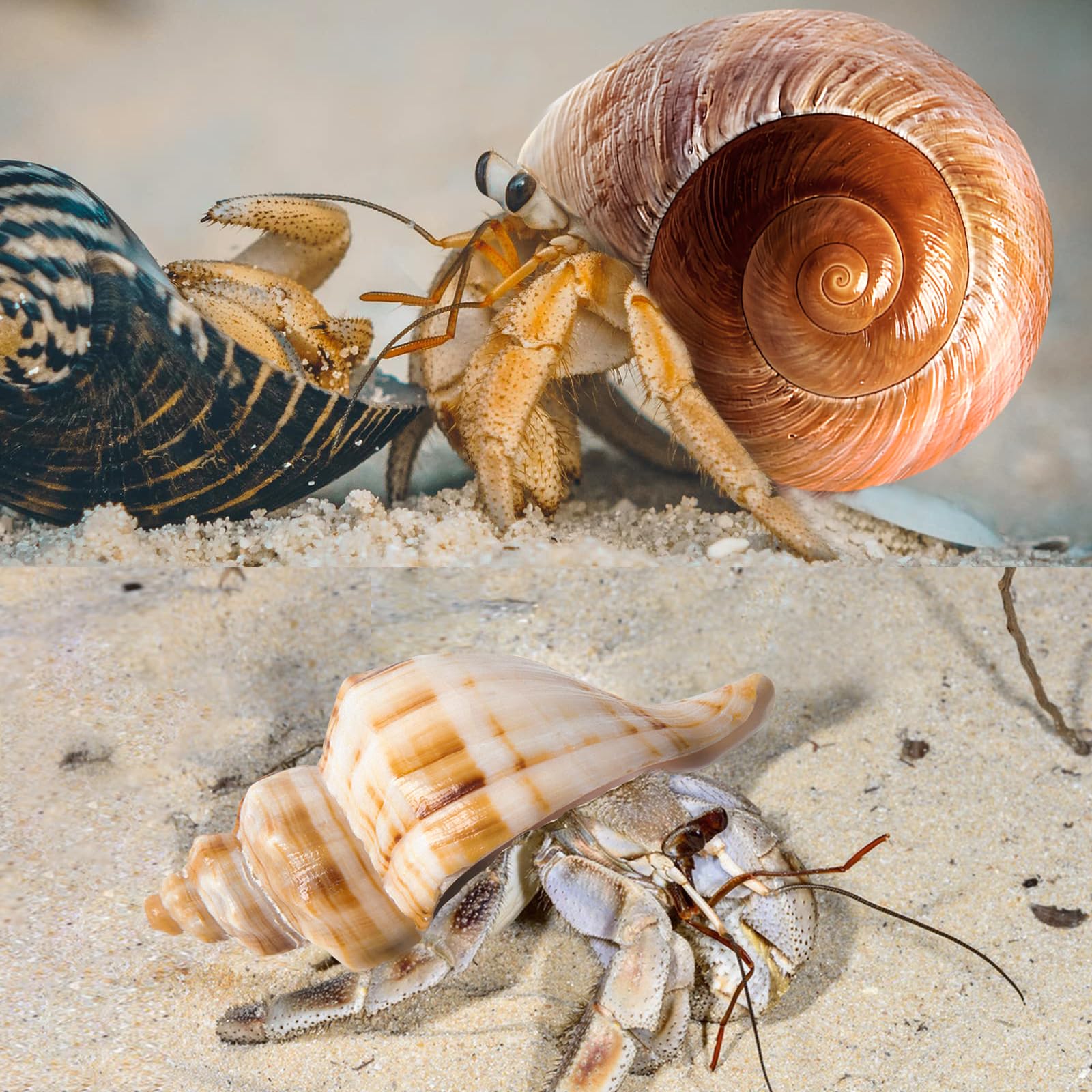 WeDoSoy coquilles utilisées comme décor d'aquarium pour ambiance naturelle