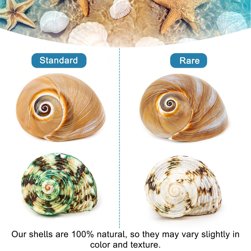 WeDoSoy coquilles décorées sur fond plage apportant esthétique naturelle