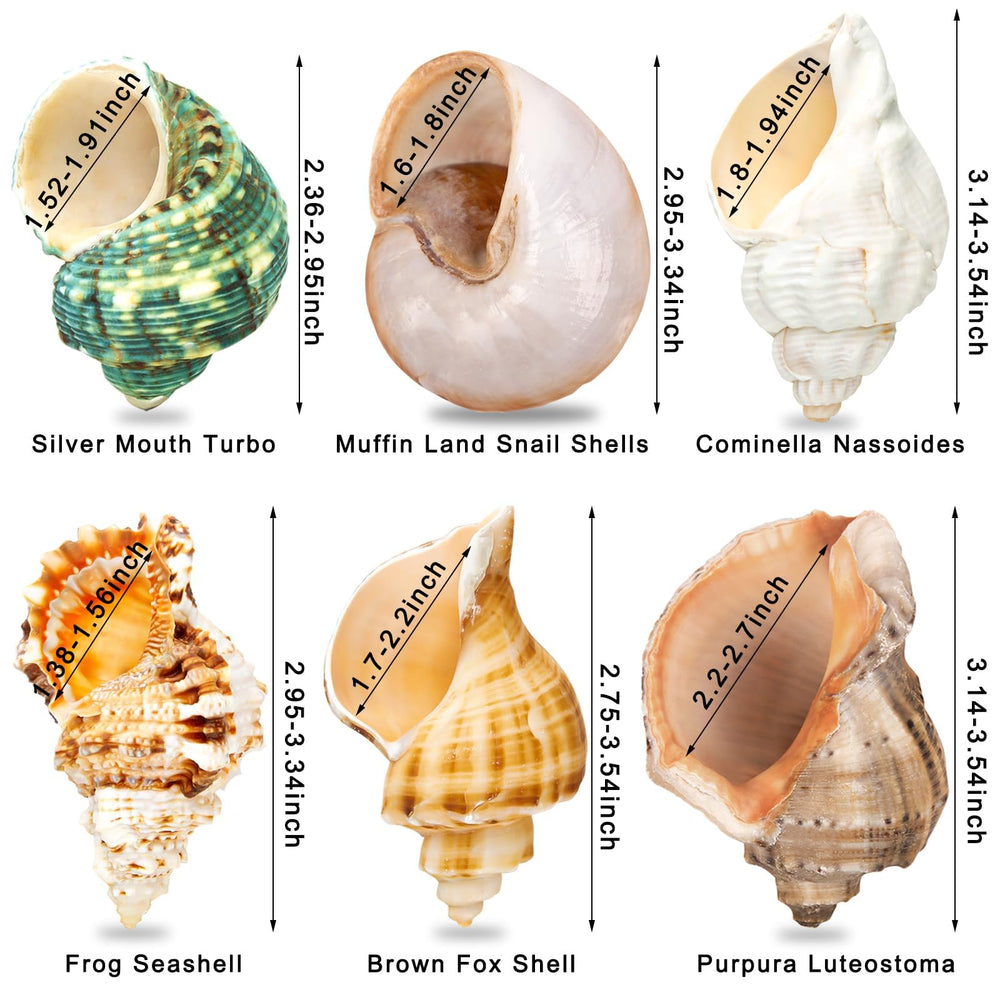 WeDoSoy ensemble de six coquilles offrant variété de tailles