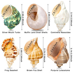 WeDoSoy ensemble de six coquilles offrant variété de tailles
