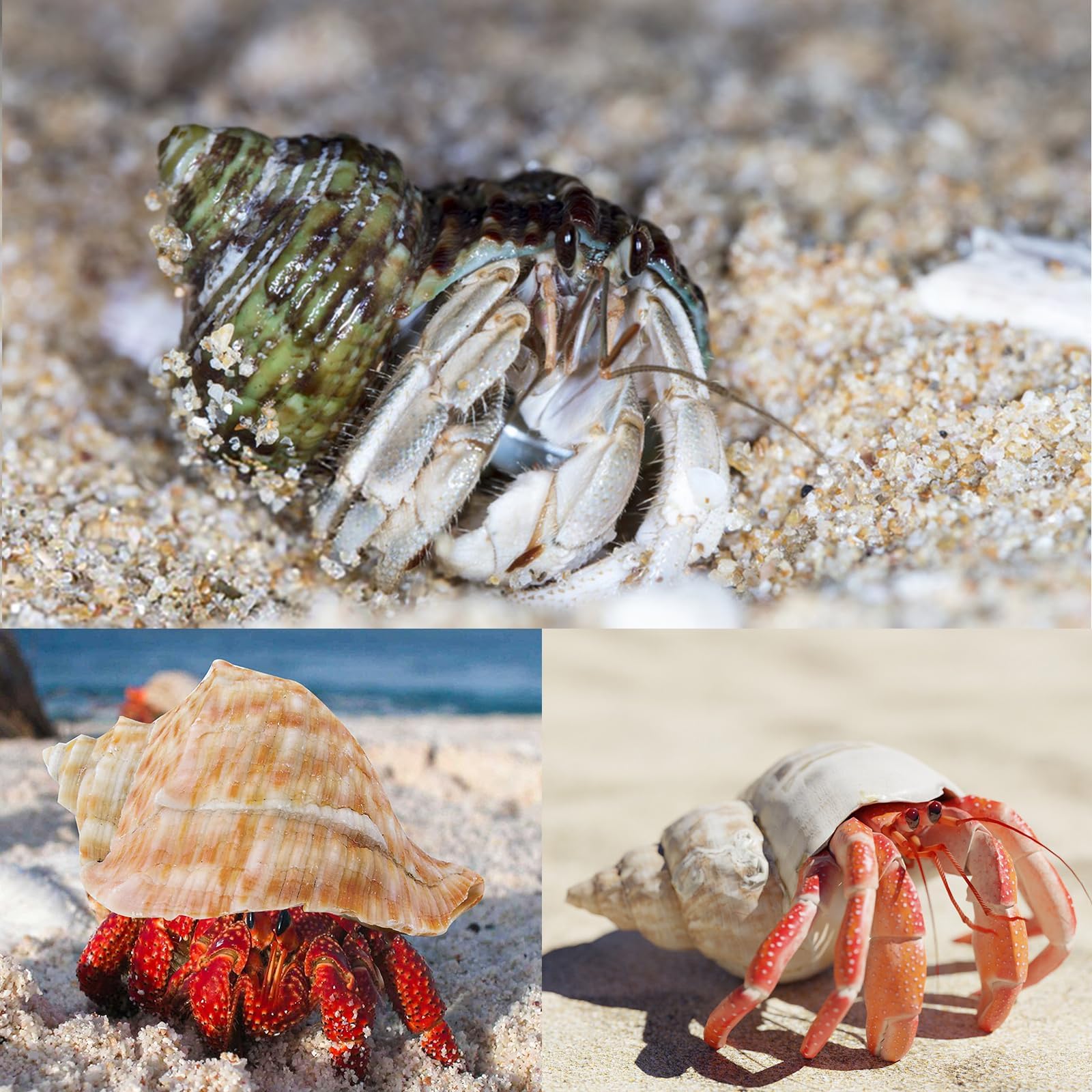 WeDoSoy coquille en décoration style plage apportant esthétique naturelle