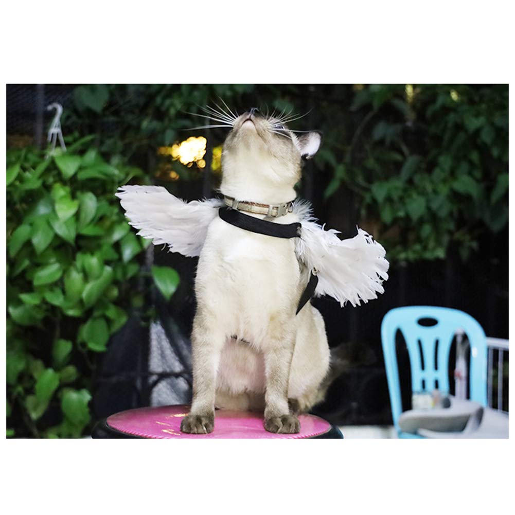 WeeH ailes portées par un petit chien blanc lors d'une fête, look angélique amusant