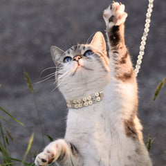 Weewooday laisse perles ensemble complet illustrant coordination stylée
