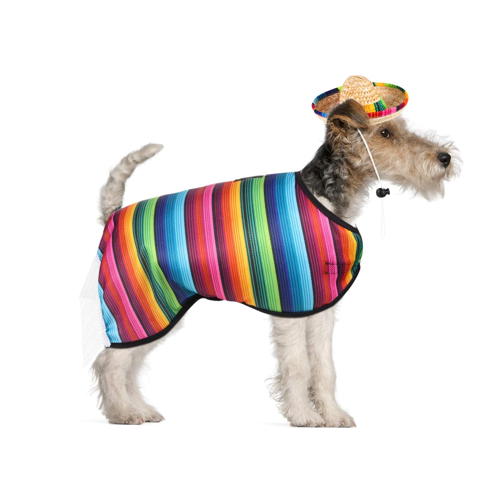 Weewooday mise en scene festive chien prêt pour Cinco de Mayo photo