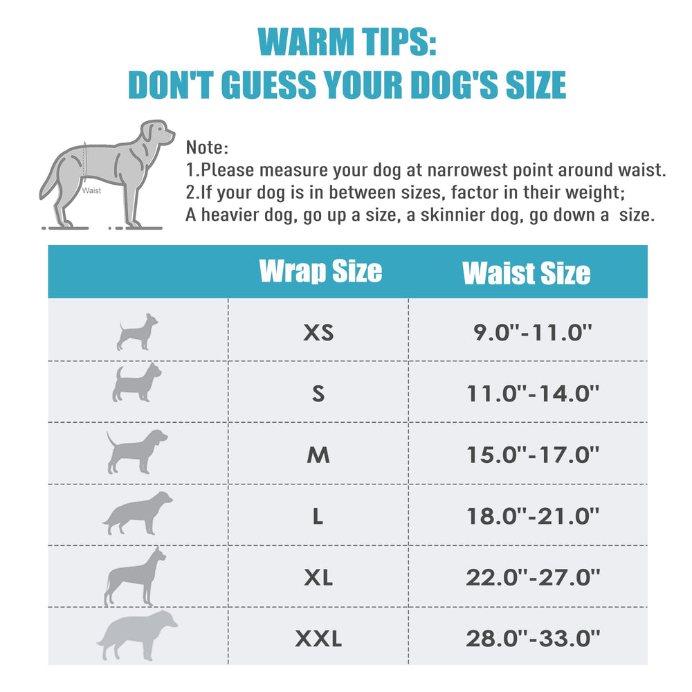 wegreeco bande abdominale portée par petit chien offrant maintien et confort