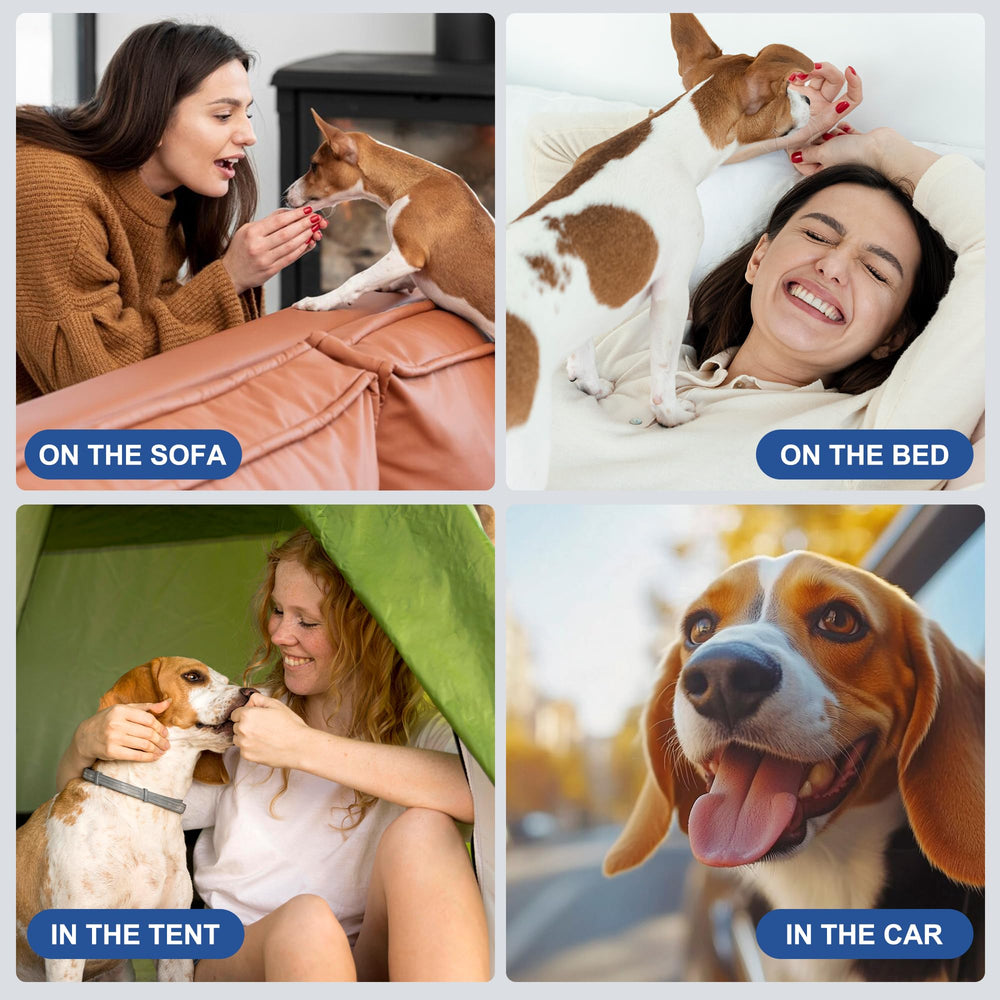 wegreeco chien relax sur canapé protégé réduit nettoyage domestique