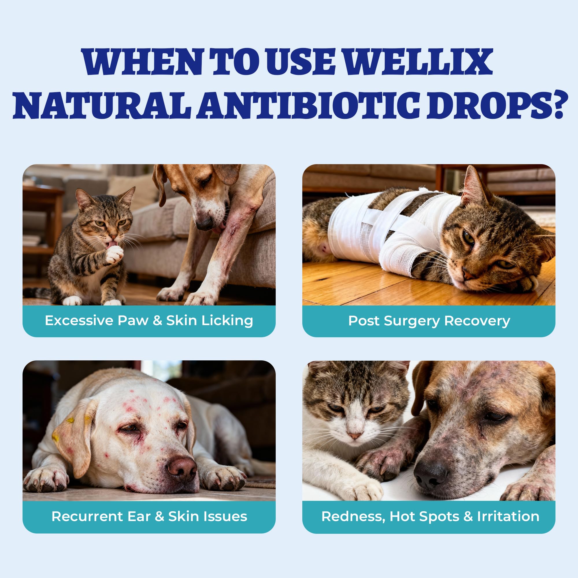 Wellix administration pour chien soulage soins cutanés quotidiens