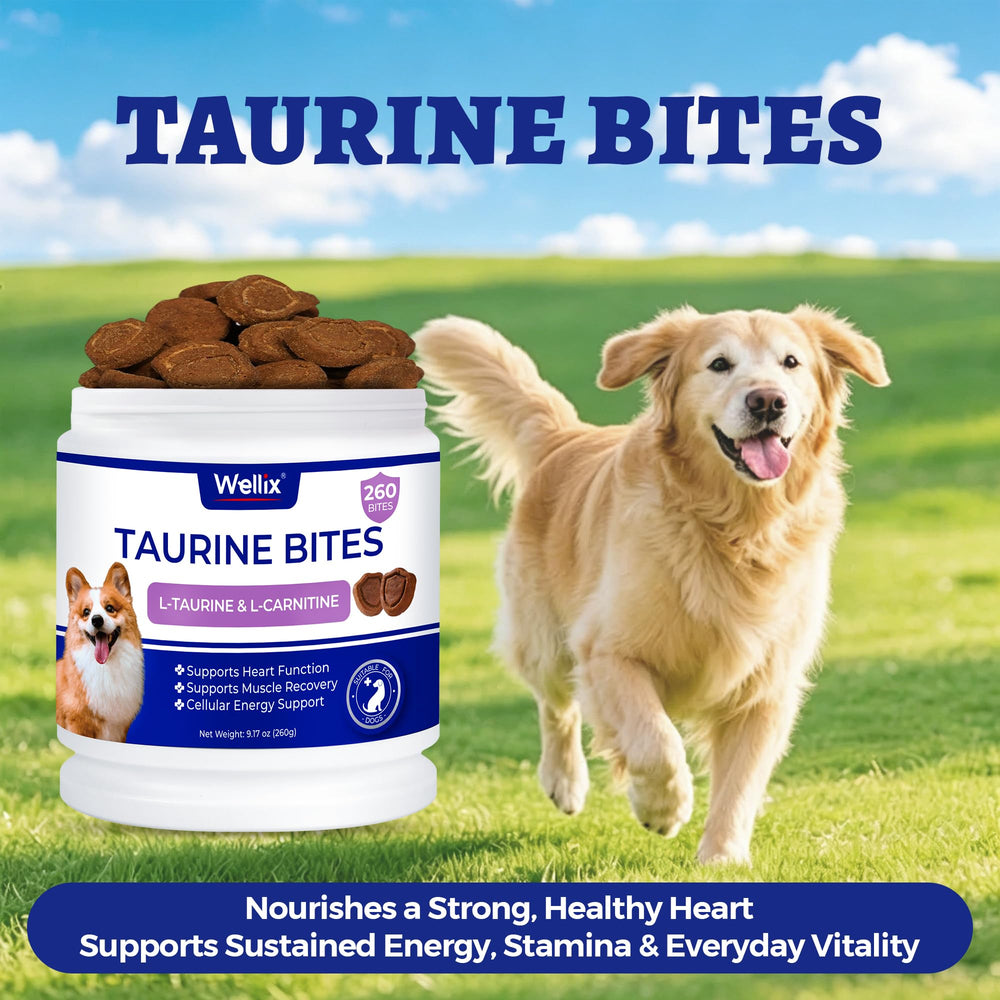 Chien heureux mangeant Wellix en environnement domestique pour vitalité