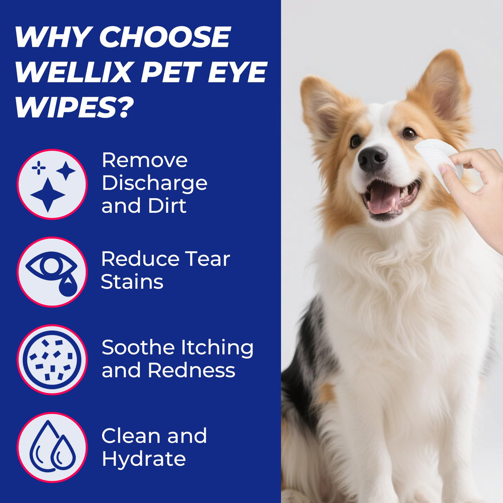 Wellix lingette en usage sur chien apportant nettoyage sans irritation