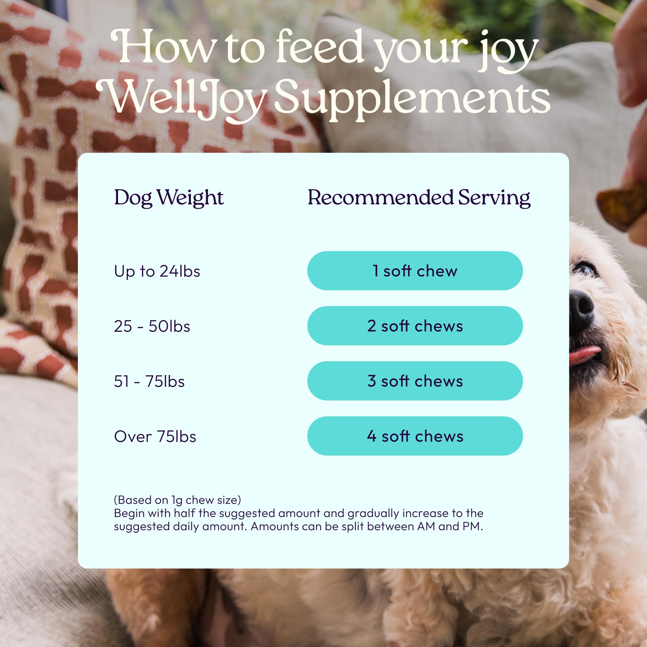 Chien acceptant un chew WellJoy Joint, illustre appétence et plaisir