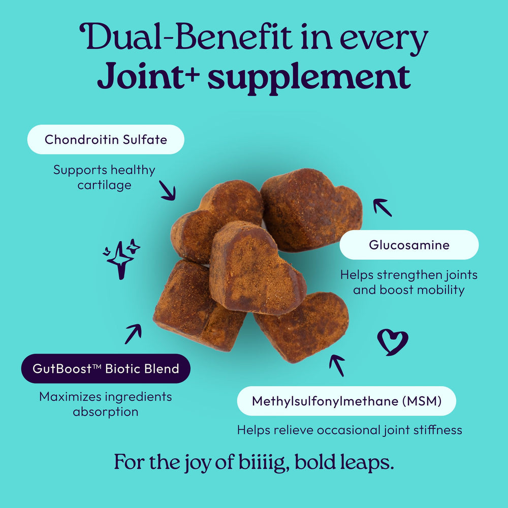 Gros plan d’un soft chew WellJoy Joint montrant texture et appétence