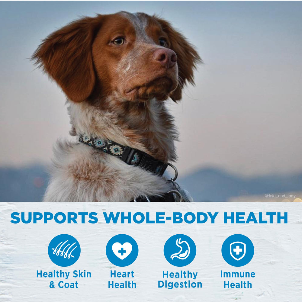 Wellness bol servi dans le salon, chien mange confortablement et sainement