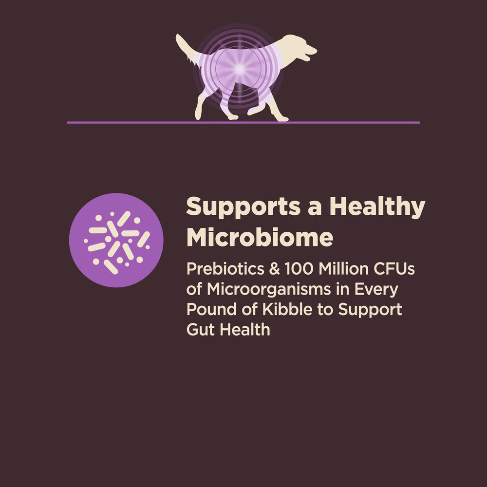 Chien senior mangeant Wellness CORE, digestion améliorée et appétence