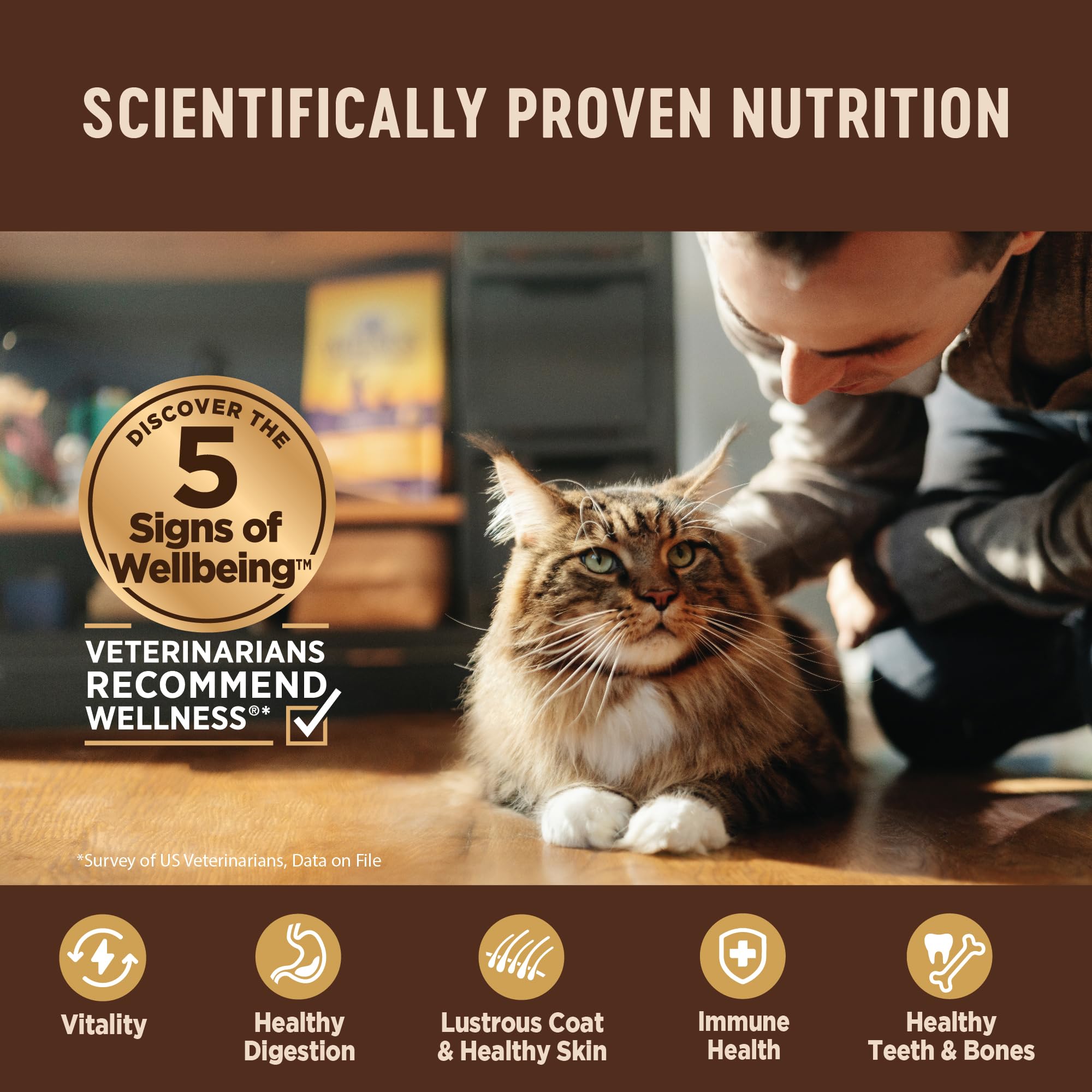 Wellness chat appréciant la pâté illustrant appétence accrue