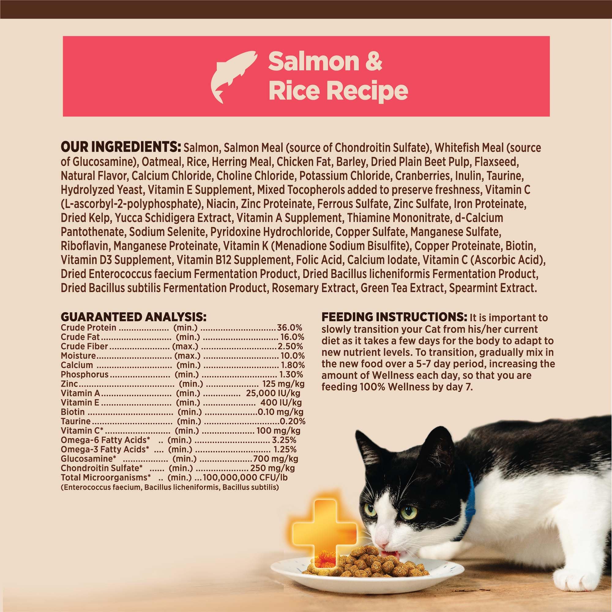 Wellness chat mangeant les croquettes illustrant appétit soutenu